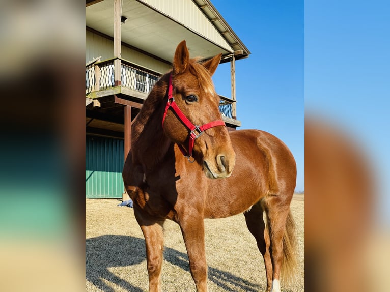 Other Breeds Gelding 20 years 15 hh Chestnut in Elizabethtown