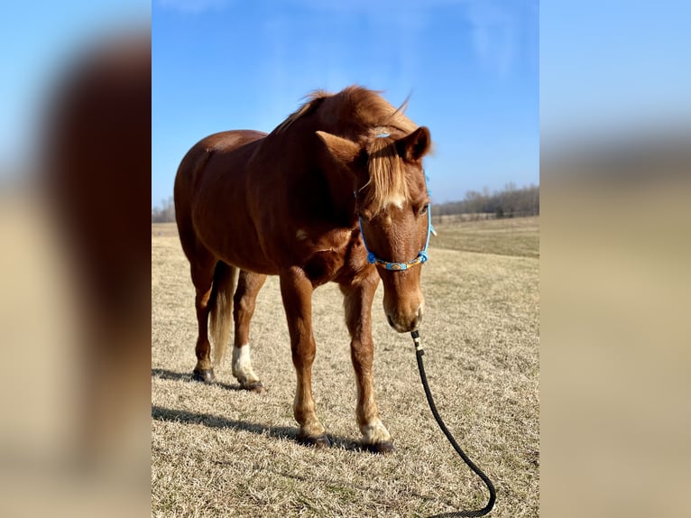 Other Breeds Gelding 20 years 15 hh Chestnut in Elizabethtown