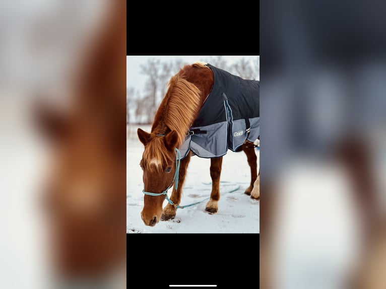 Other Breeds Gelding 20 years 15 hh Chestnut in Elizabethtown