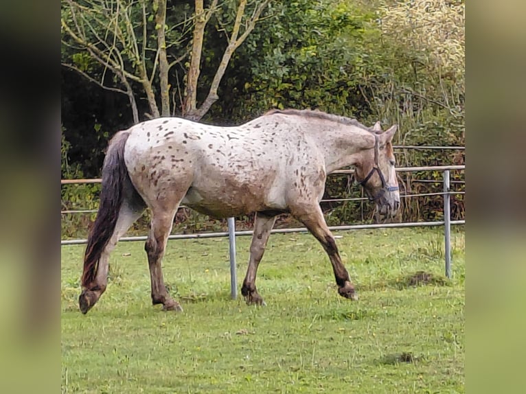 Other Breeds Gelding 20 years 15 hh Leopard-Piebald in Ratingen