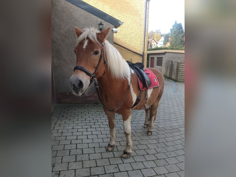 Other Breeds Gelding 20 years 16 hh Pinto in Presseck