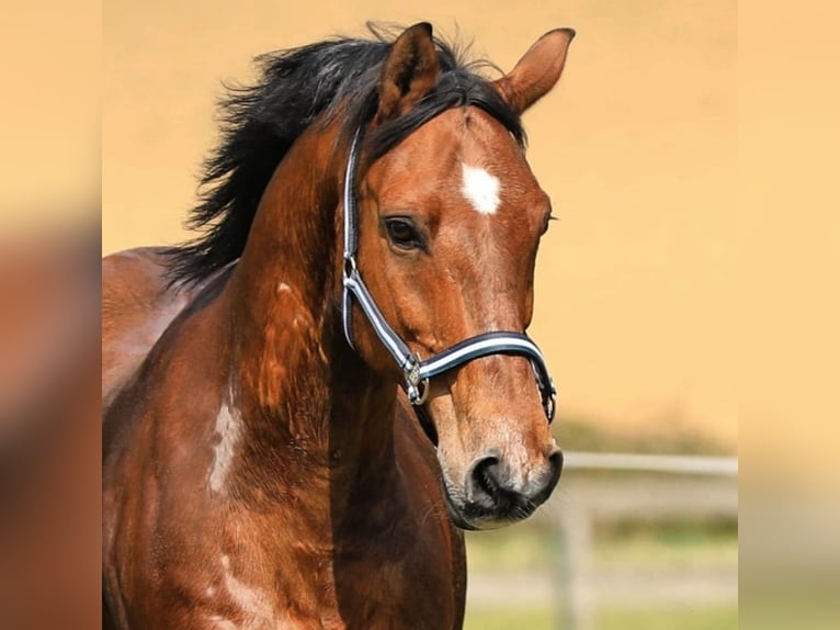 Other Breeds Mix Gelding 21 years 14,3 hh Brown in Minihof-Liebau