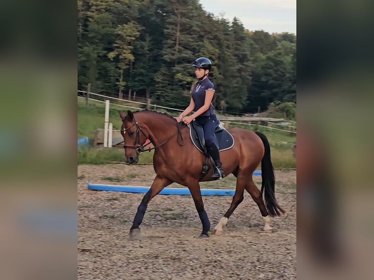 Other Breeds Mix Gelding 21 years 14,3 hh Brown in Minihof-Liebau