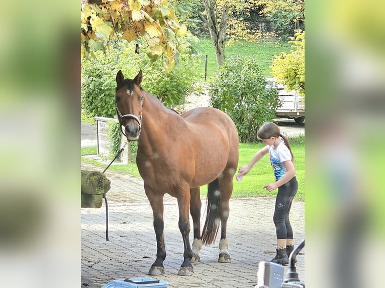 Other Breeds Mix Gelding 21 years 14,3 hh Brown in Minihof-Liebau