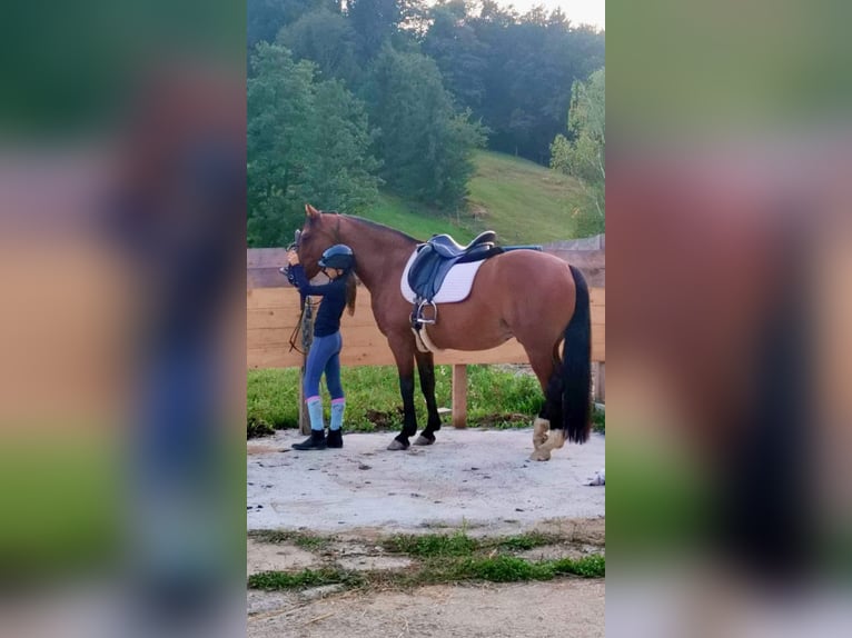 Other Breeds Mix Gelding 21 years 14,3 hh Brown in Minihof-Liebau