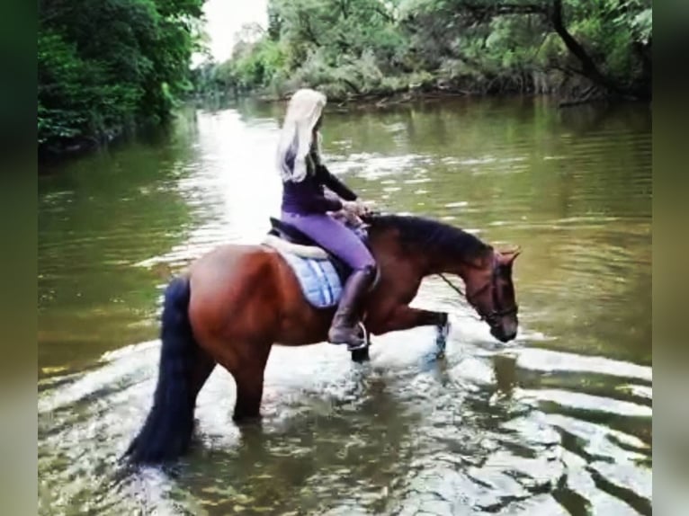 Other Breeds Mix Gelding 21 years 14,3 hh Brown in Minihof-Liebau