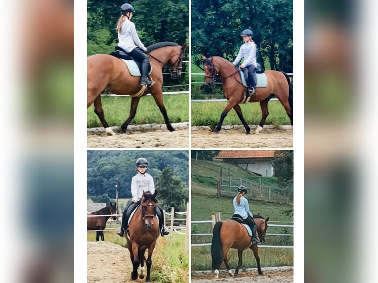 Other Breeds Mix Gelding 21 years 14,3 hh Brown in Minihof-Liebau