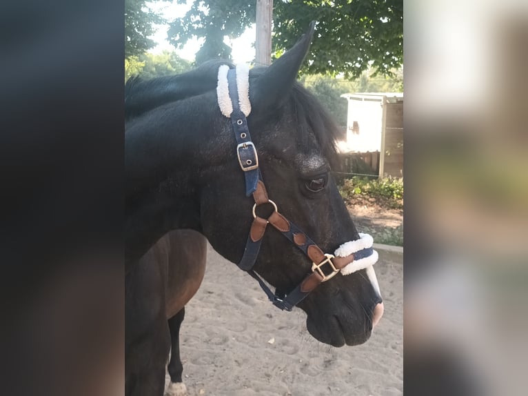 Other Breeds Gelding 25 years 15,1 hh Black in Mendig Other Breeds Gelding 25 years 15,1 hh Black in Mendig