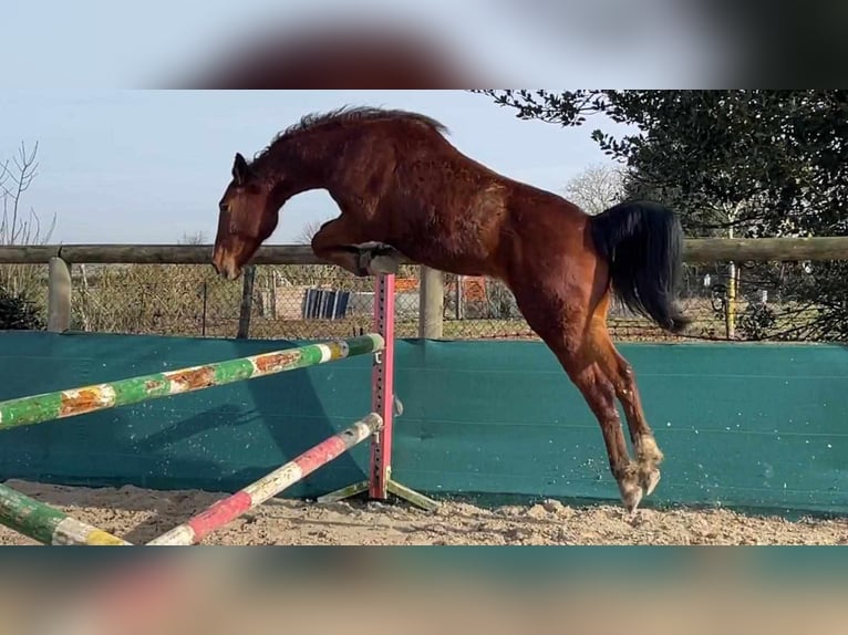 Other Breeds Gelding 2 years 14,1 hh Brown in Beaudéduit