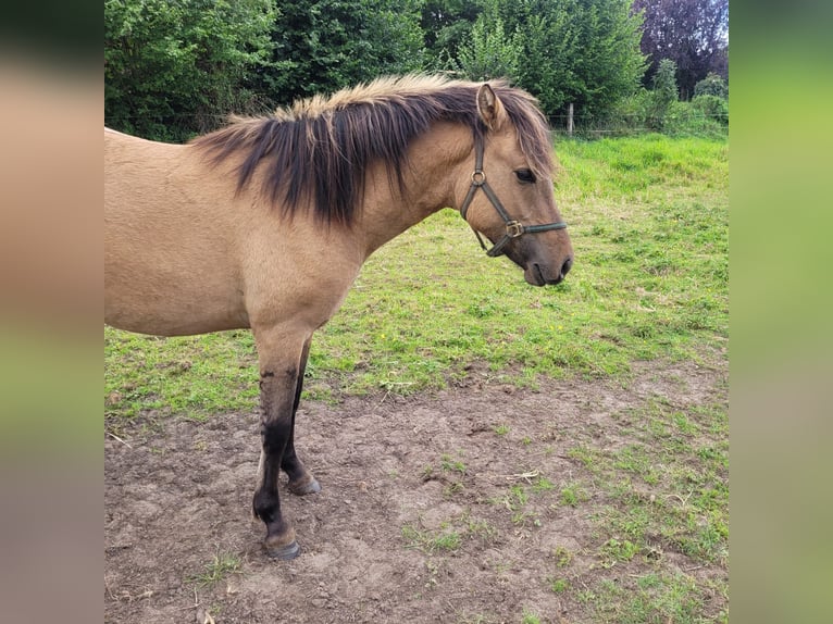 Other Breeds Gelding 2 years 14.1 hh Dun in Klein Pampau