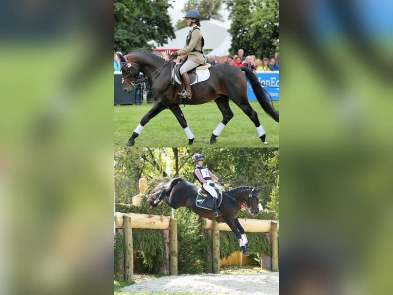 Other Breeds Gelding 2 years 14.2 hh Bay in Staffordshire