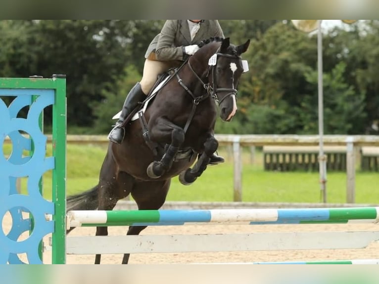 Other Breeds Gelding 2 years 14.2 hh Bay in Staffordshire