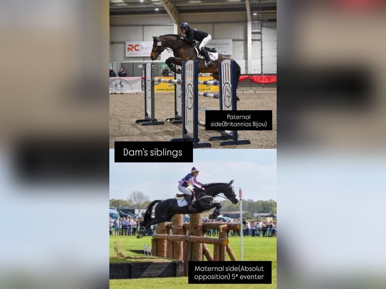 Other Breeds Gelding 2 years 14.2 hh Bay in Staffordshire