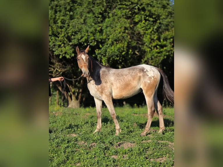 Other Breeds Mix Gelding 2 years 14.2 hh Leopard-Piebald in Pysząca