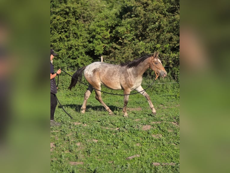 Other Breeds Mix Gelding 2 years 14.2 hh Leopard-Piebald in Pysząca