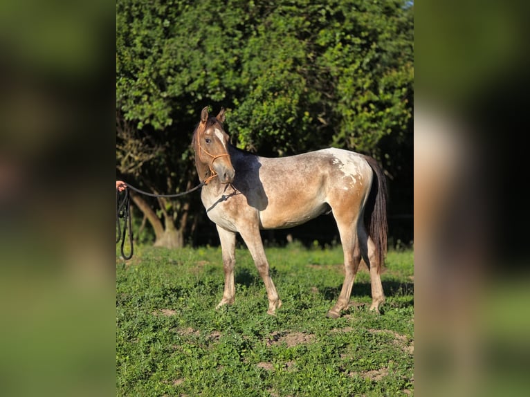Other Breeds Mix Gelding 2 years 14.2 hh Leopard-Piebald in Pysząca