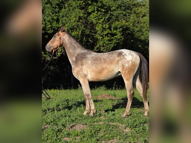 Other Breeds Mix Gelding 2 years 14.2 hh Leopard-Piebald in Pysząca