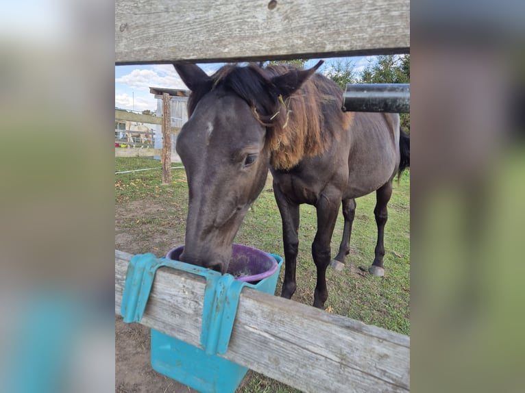 Other Breeds Mix Gelding 2 years 14,2 hh Black in Toddin