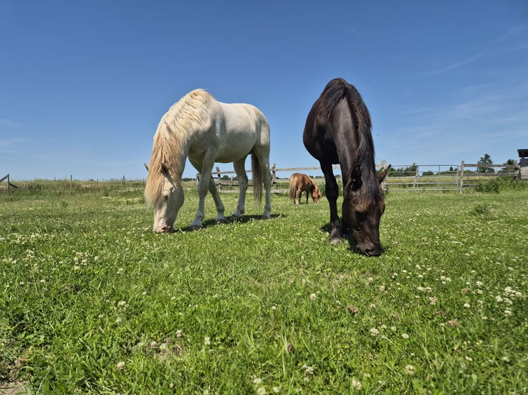 Other Breeds Mix Gelding 2 years 14,2 hh Black in Toddin