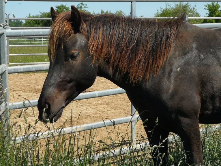Other Breeds Gelding 2 years 14,2 hh Smoky-Black in Pohlheim