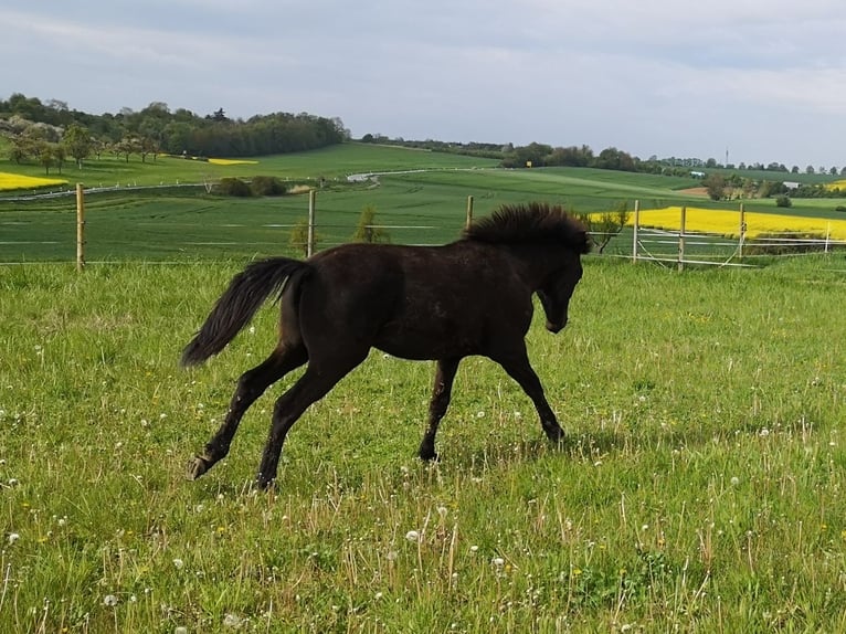Other Breeds Gelding 2 years 14,2 hh Smoky-Black in Pohlheim