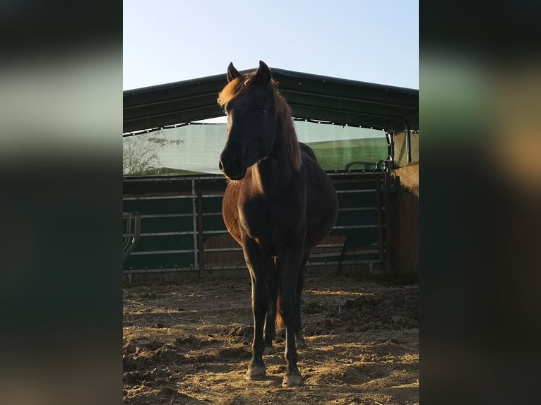 Other Breeds Gelding 2 years 14,2 hh Smoky-Black in Pohlheim
