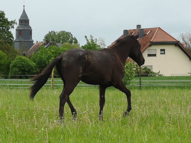 Other Breeds Gelding 2 years 14,2 hh Smoky-Black in Pohlheim