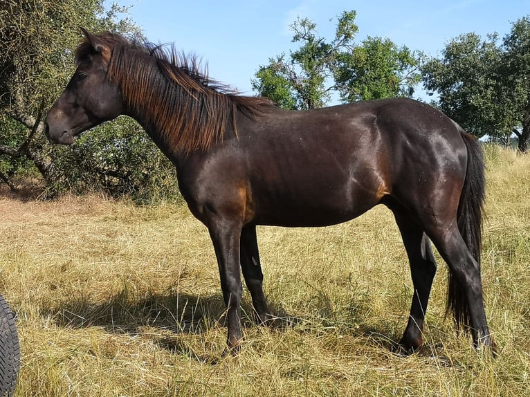 Other Breeds Gelding 2 years 14,2 hh Smoky-Black in Pohlheim
