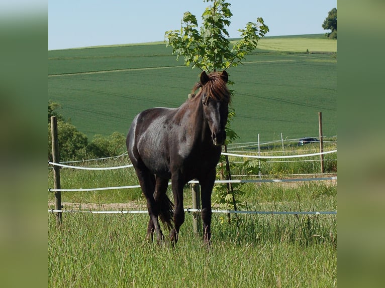 Other Breeds Gelding 2 years 14,2 hh Smoky-Black in Pohlheim