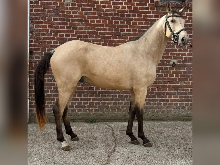 Other Breeds Mix Gelding 2 years 15,1 hh Dun in Ep&#xE9;nancourt