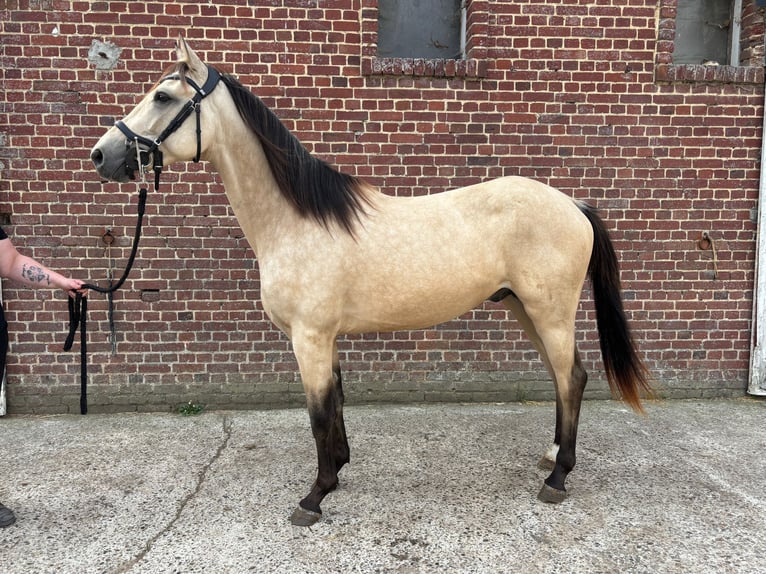 Other Breeds Mix Gelding 2 years 15,1 hh Dun in Ep&#xE9;nancourt