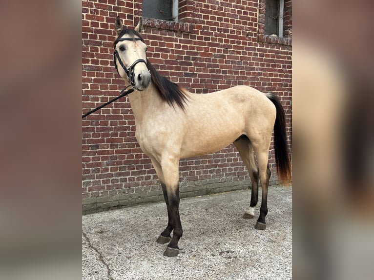 Other Breeds Mix Gelding 2 years 15,1 hh Dun in Ep&#xE9;nancourt