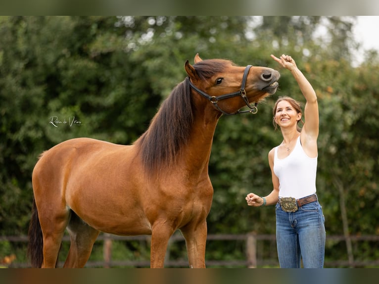Other Breeds Gelding 2 years 15,2 hh Bay-Dark in Enschede