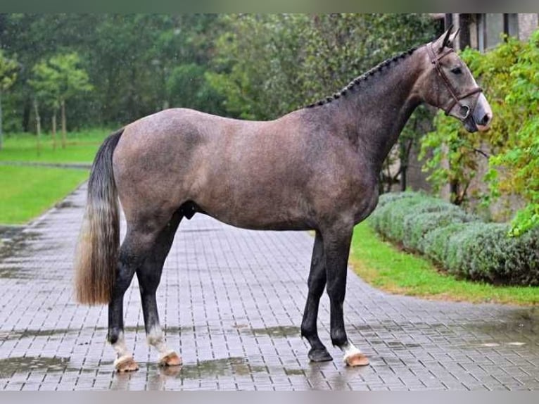 Other Breeds Gelding 2 years 16 hh in Zele