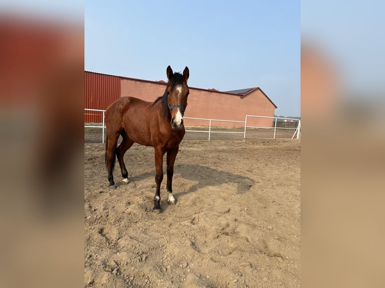 Other Breeds Gelding 2 years Brown in Chrostowo