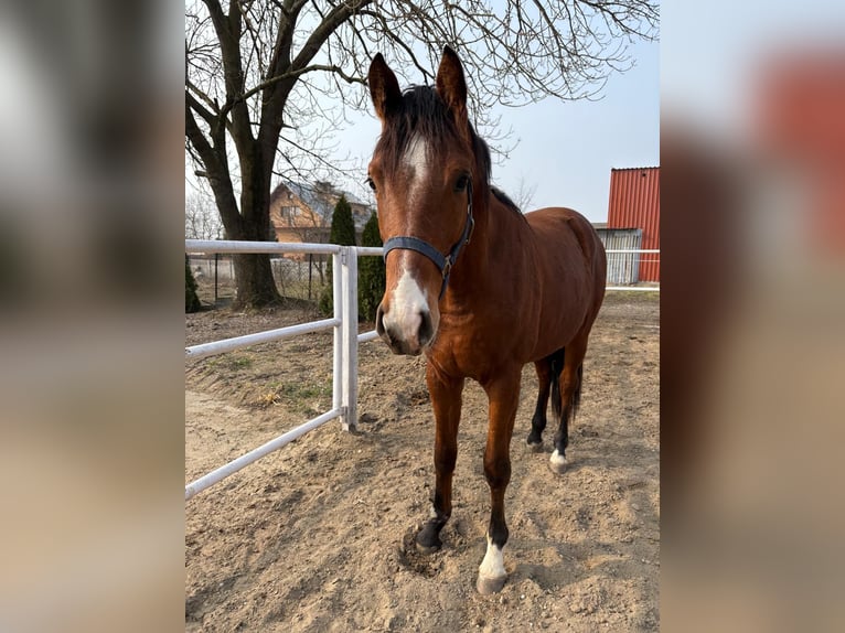 Other Breeds Gelding 2 years Brown in Chrostowo