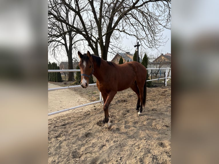 Other Breeds Gelding 2 years Brown in Chrostowo