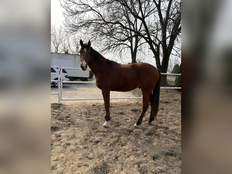 Other Breeds Gelding 2 years Brown in Chrostowo