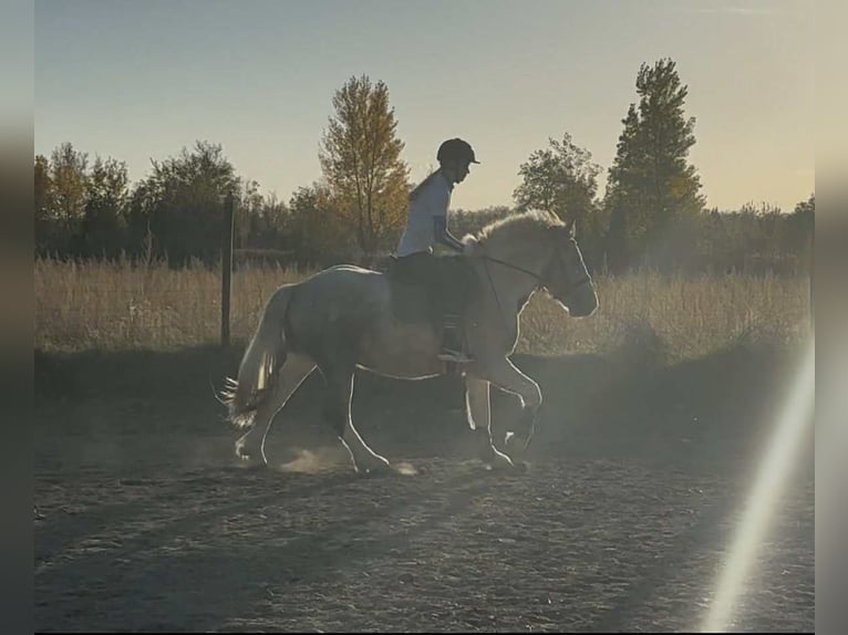 Other Breeds Mix Gelding 2 years Pinto in Győrzámoly