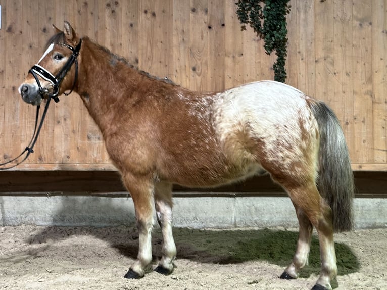 Other Breeds Mix Gelding 3 years 12,3 hh Pinto in Riedlingen