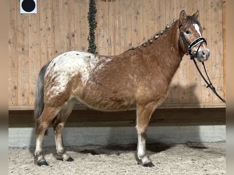 Other Breeds Mix Gelding 3 years 12,3 hh Pinto in Riedlingen