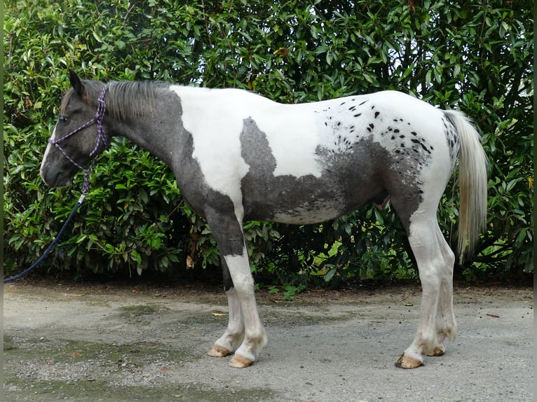 Other Breeds Gelding 3 years 13,3 hh Pinto in Lathen