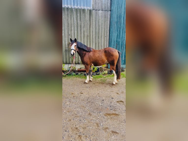 Other Breeds Gelding 3 years 14,1 hh Bay-Dark in Grevenbroich