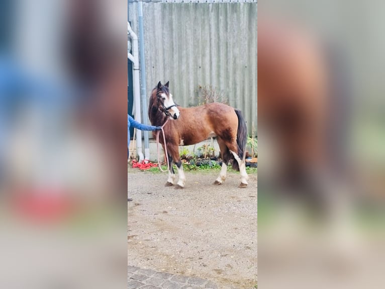 Other Breeds Gelding 3 years 14,1 hh Bay-Dark in Grevenbroich