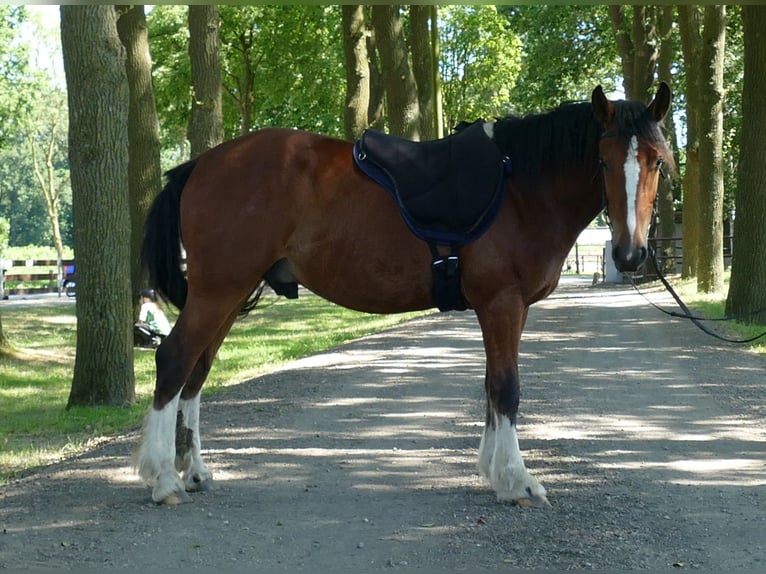 Other Breeds Gelding 3 years 14.1 hh Brown in Lathen