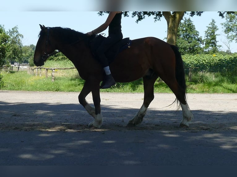 Other Breeds Gelding 3 years 14.1 hh Brown in Lathen