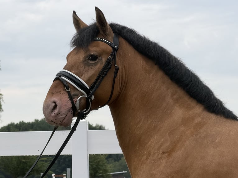 Other Breeds Mix Gelding 3 years 14.1 hh Dun in Riedlingen