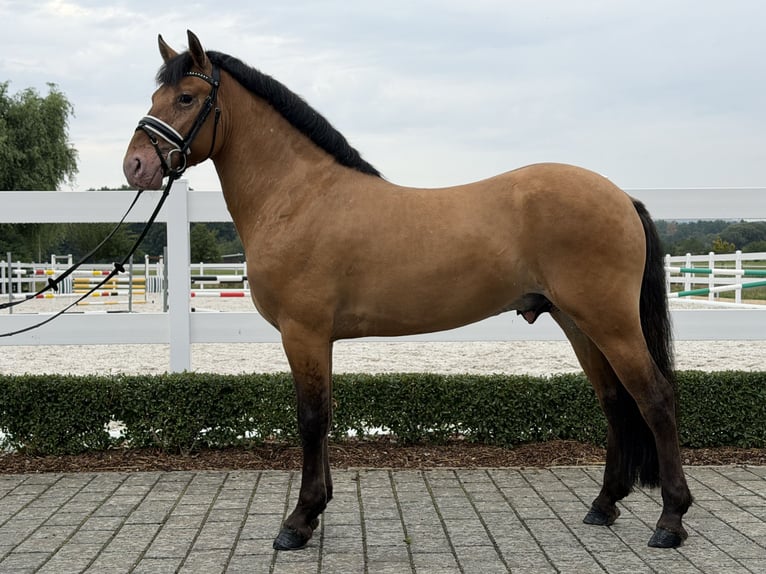 Other Breeds Mix Gelding 3 years 14.1 hh Dun in Riedlingen
