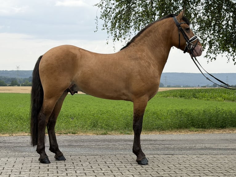 Other Breeds Mix Gelding 3 years 14.1 hh Dun in Riedlingen