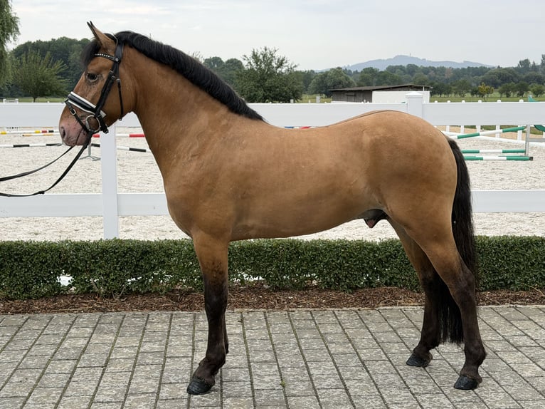 Other Breeds Mix Gelding 3 years 14.1 hh Dun in Riedlingen
